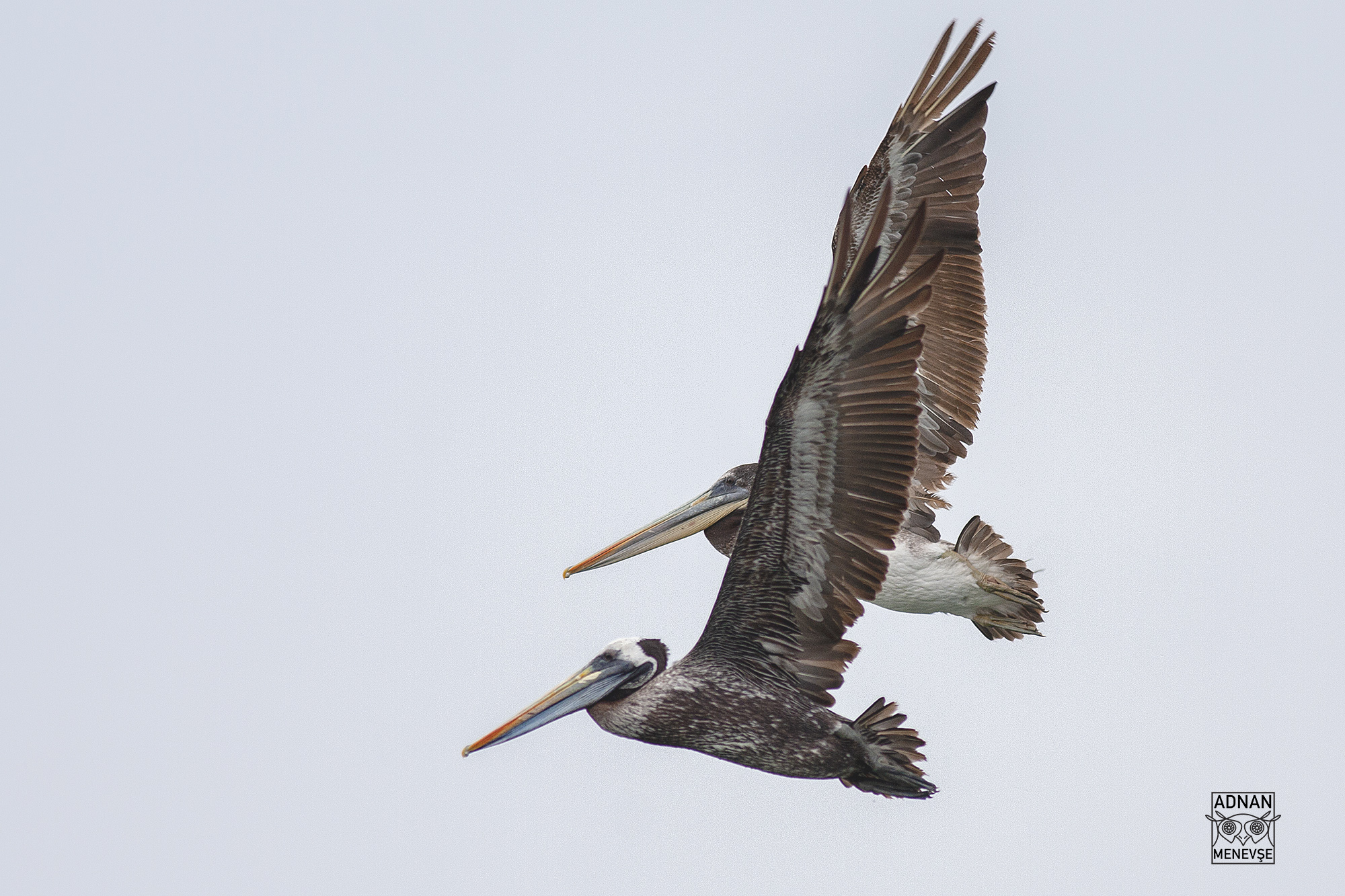 Brown Pelican — Ana fotoğraf